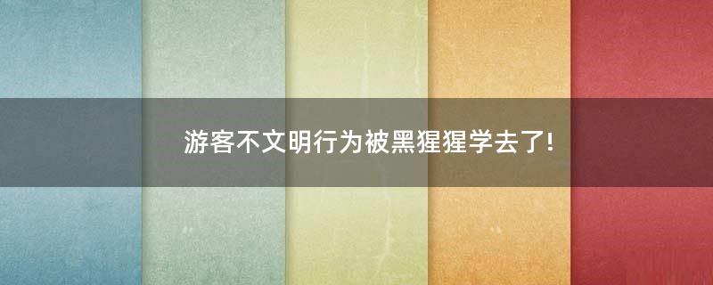 游客不文明行為被黑猩猩學去了!