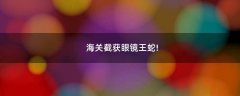 海關(guān)截獲眼鏡王蛇!