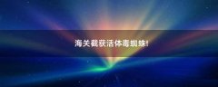 海關(guān)截獲活體毒蜘蛛!