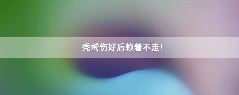 禿鷲傷好后賴著不走!
