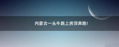 內(nèi)蒙古一頭牛跳上房頂奔跑!