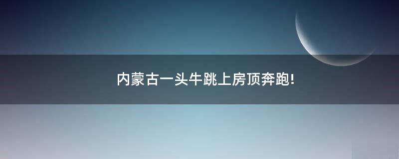內(nèi)蒙古一頭牛跳上房頂奔跑!