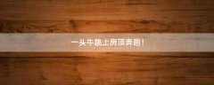 一頭牛跳上房頂奔跑！